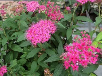 Spiraea japonica 'Sapho'