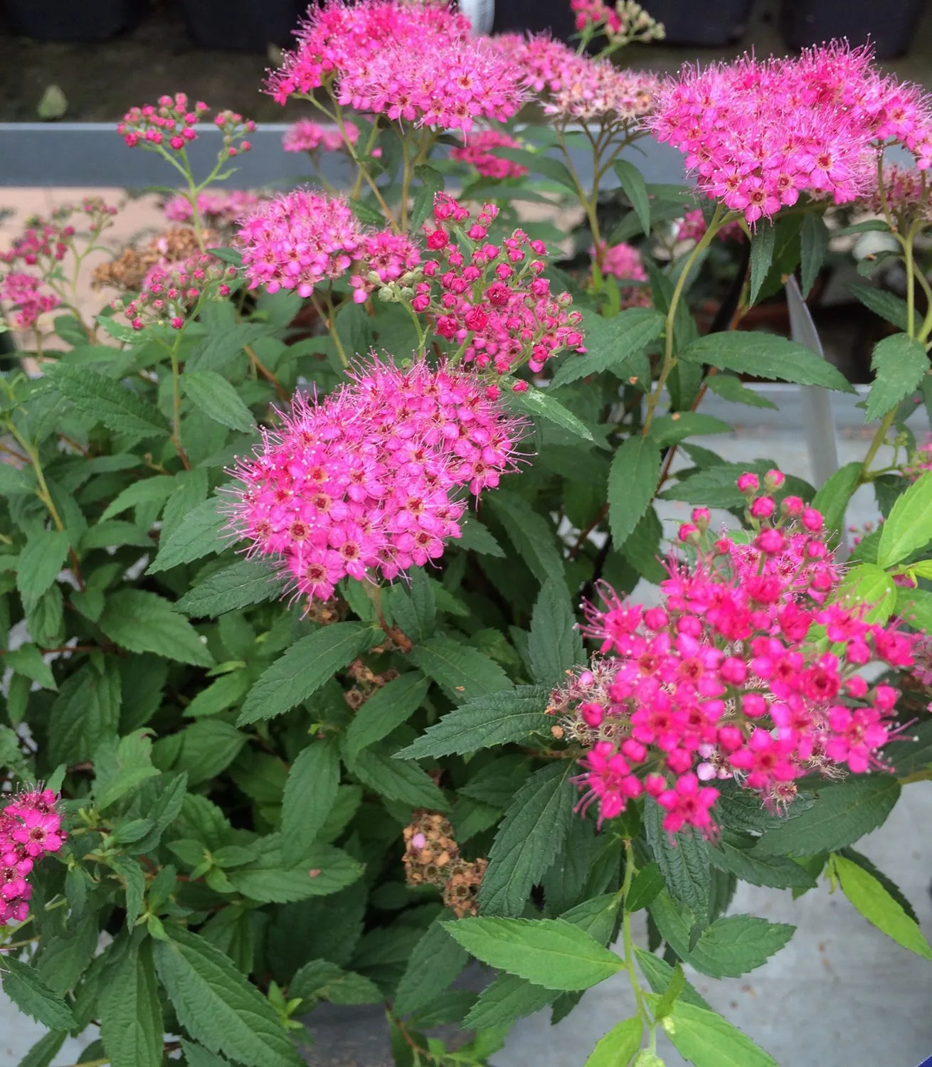 Spiraea japonica 'Sapho'
