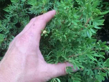 Dasiphora fruticosa 'Fridhem' E