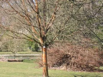 Prunus maackii
