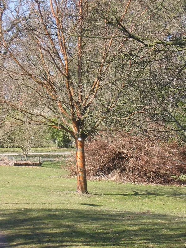 Prunus maackii