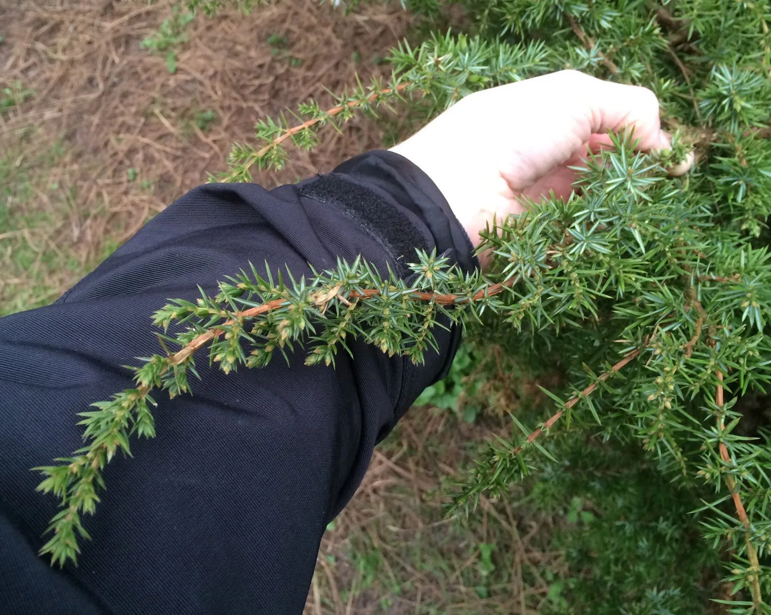 Juniperus communis - Image 2