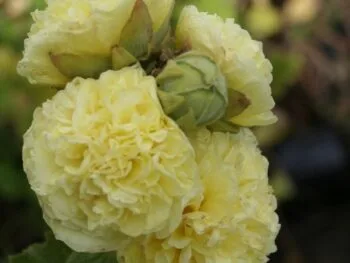 Alcea rosea 'Pleniflora' (Gul)