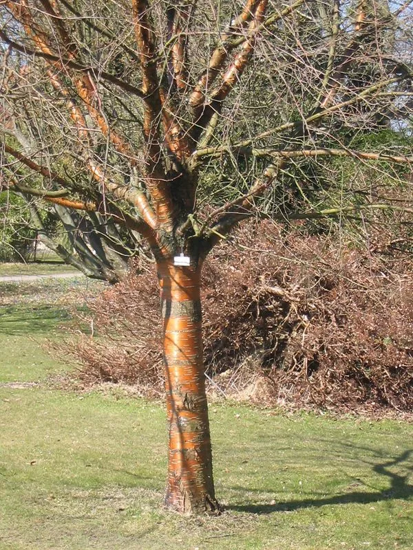 Prunus maackii - Image 2