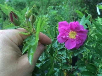 Rosa x rugotida 'Dart´s Defender'