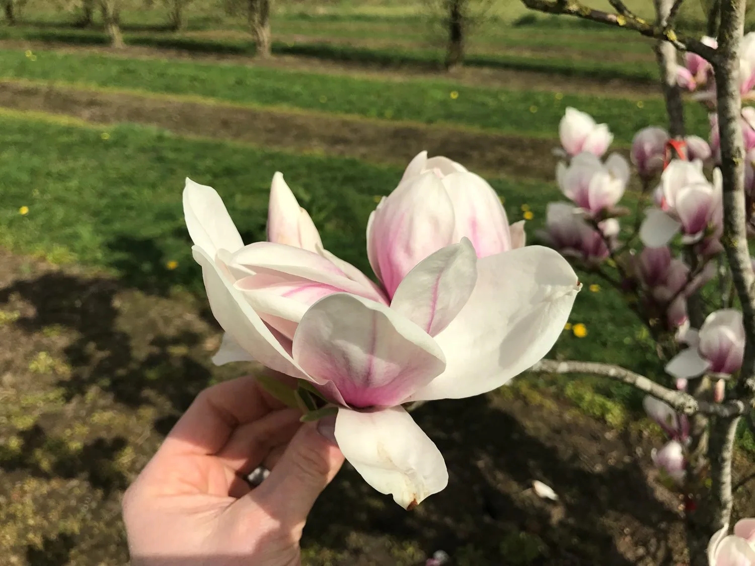 Magnolia x soulangeana - Image 2