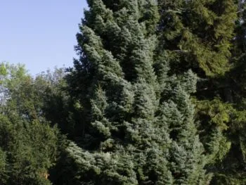 Picea omorika 'Nana'
