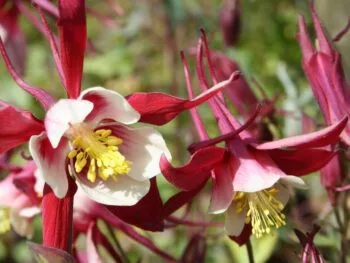 Aquilegia caerulea 'Crimson Star'