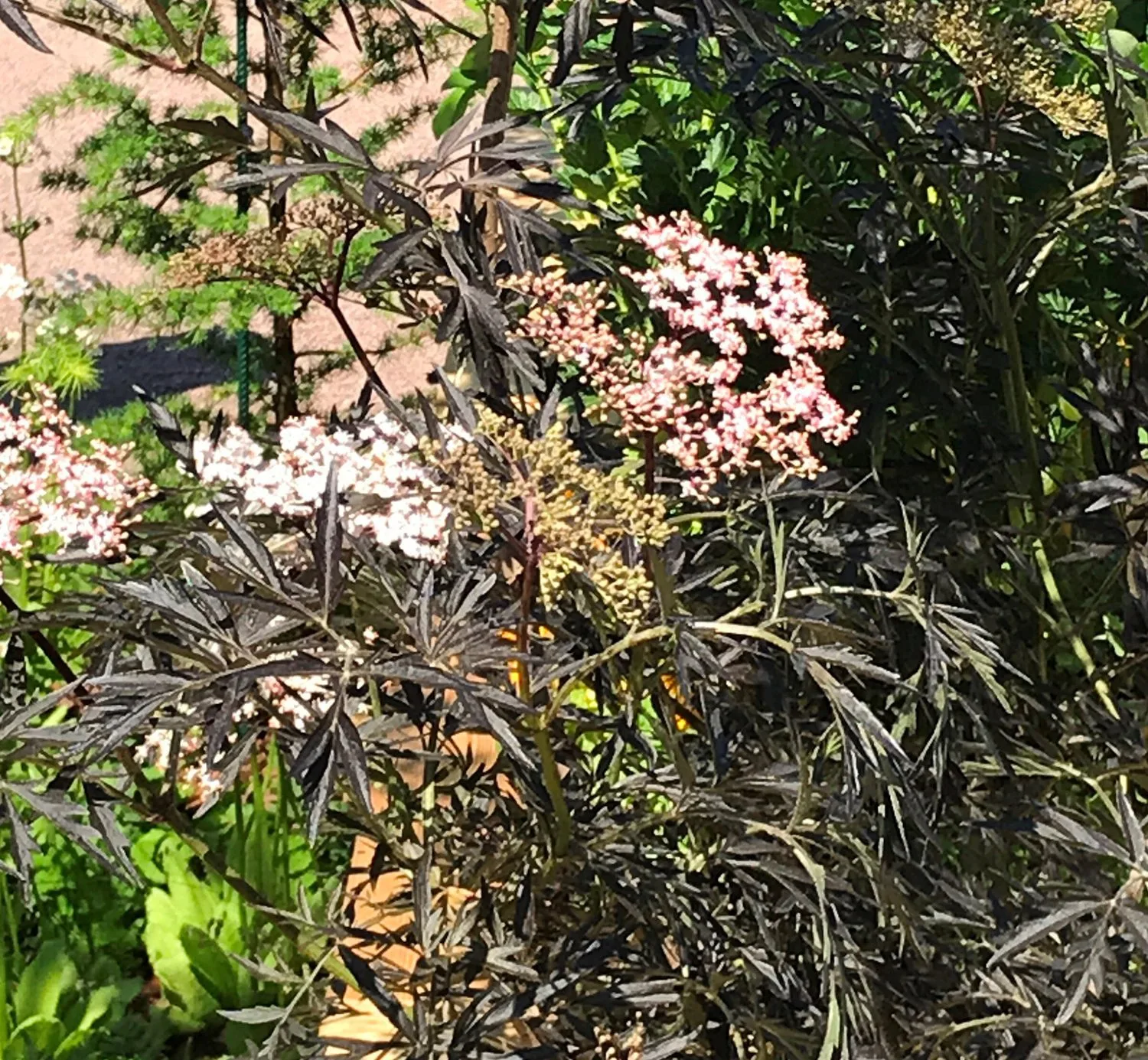 Sambucus nigra 'Black Lace' - Image 2