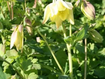 Aquilegia 'Spring Magic Yellow'