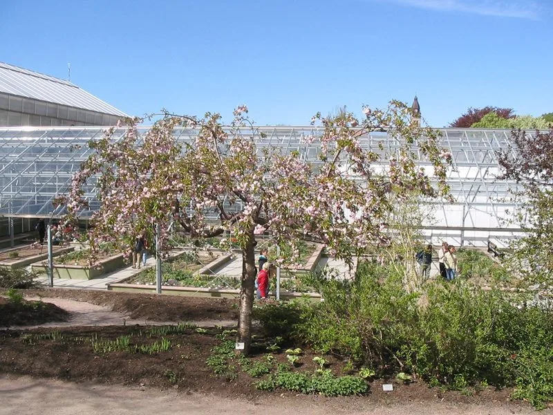 Prunus (Sato-zakura) 'Kiku-Shidare-zakura'