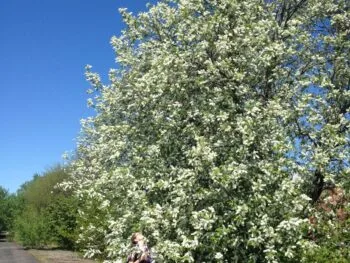 Prunus padus fk Ultuna E