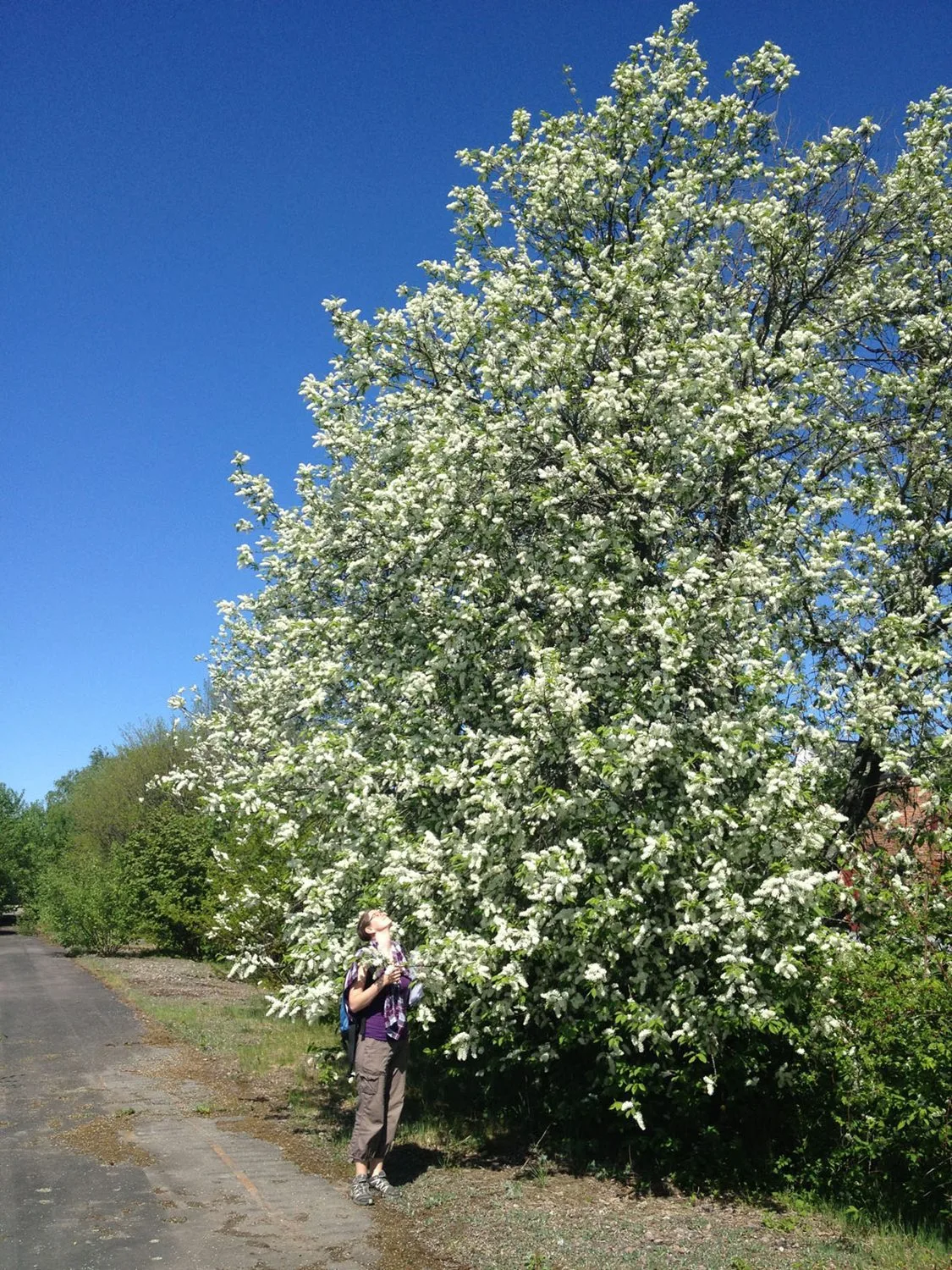 Prunus padus fk Ultuna E