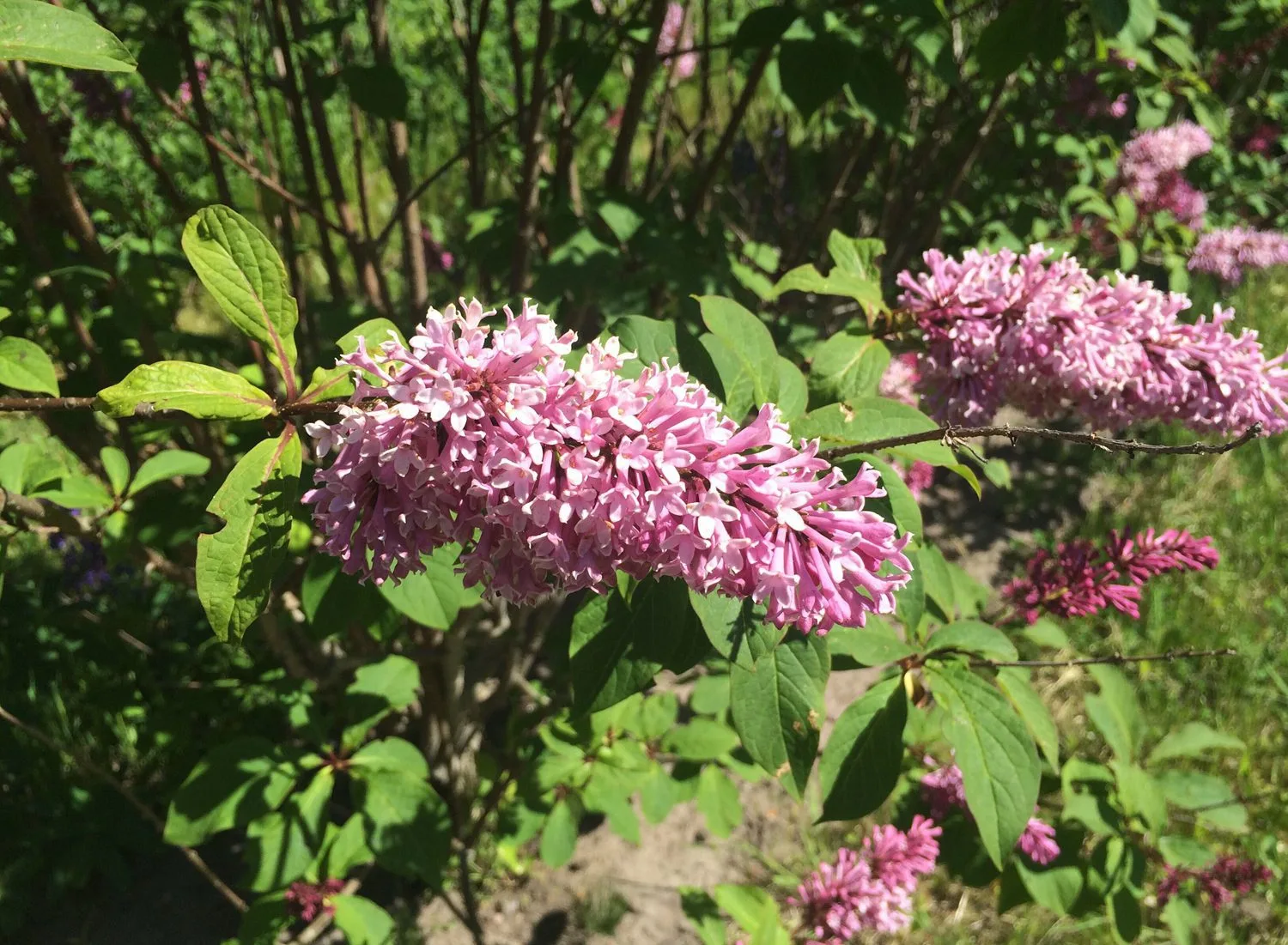 Syringa prestoniae 'Elinor' - Image 2