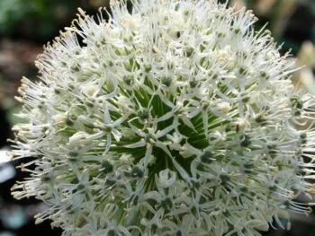 Allium stipitatum 'White Giant'