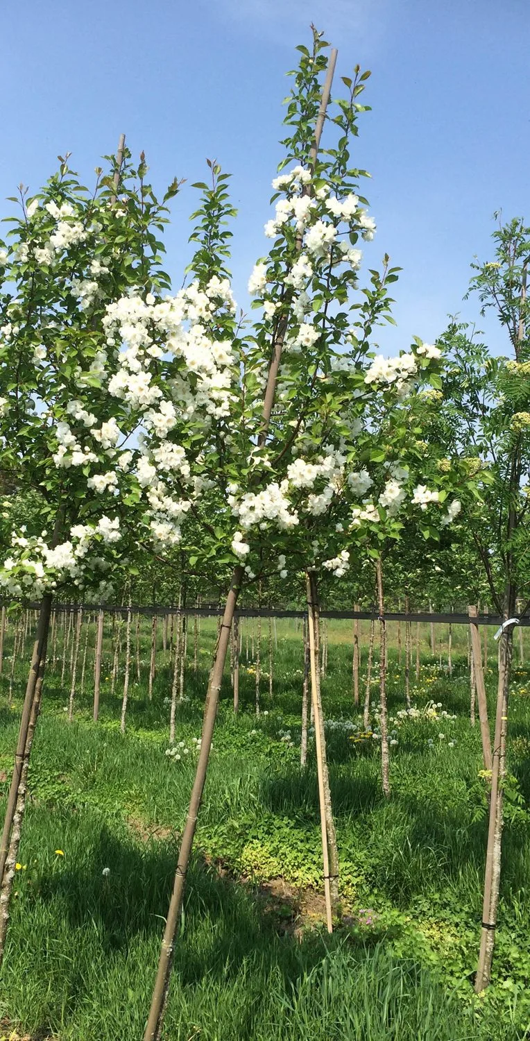Malus 'Madonna' - Image 2