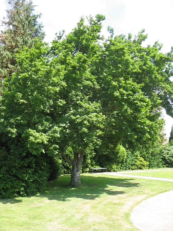 Magnolia kobus - Image 2