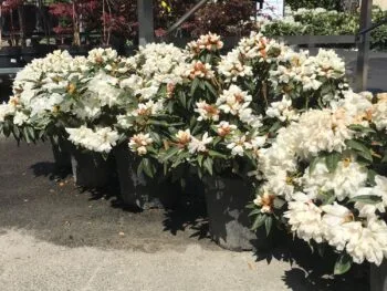 Rhododendron (Minus) 'Dora Amateis'