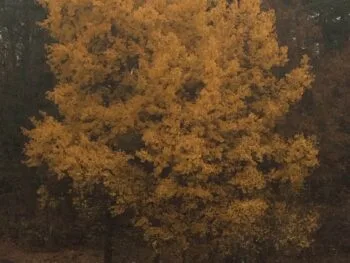 Populus tremula