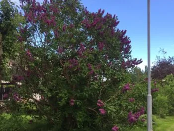 Syringa vulgaris 'Charles Joly'