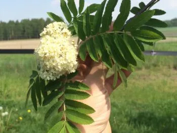 Sorbus aucuparia fk Västeråker E