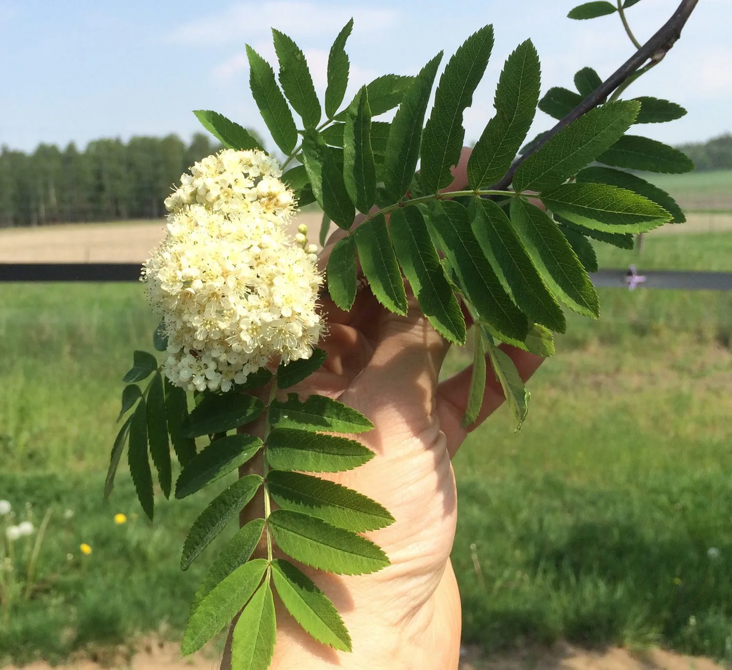 Sorbus aucuparia fk Västeråker E