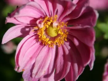 Anemone hybrida 'Margarete'