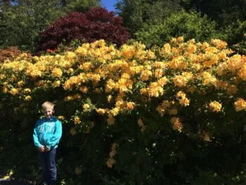 Rhododendron (Knap Hill) 'Golden Sunset'