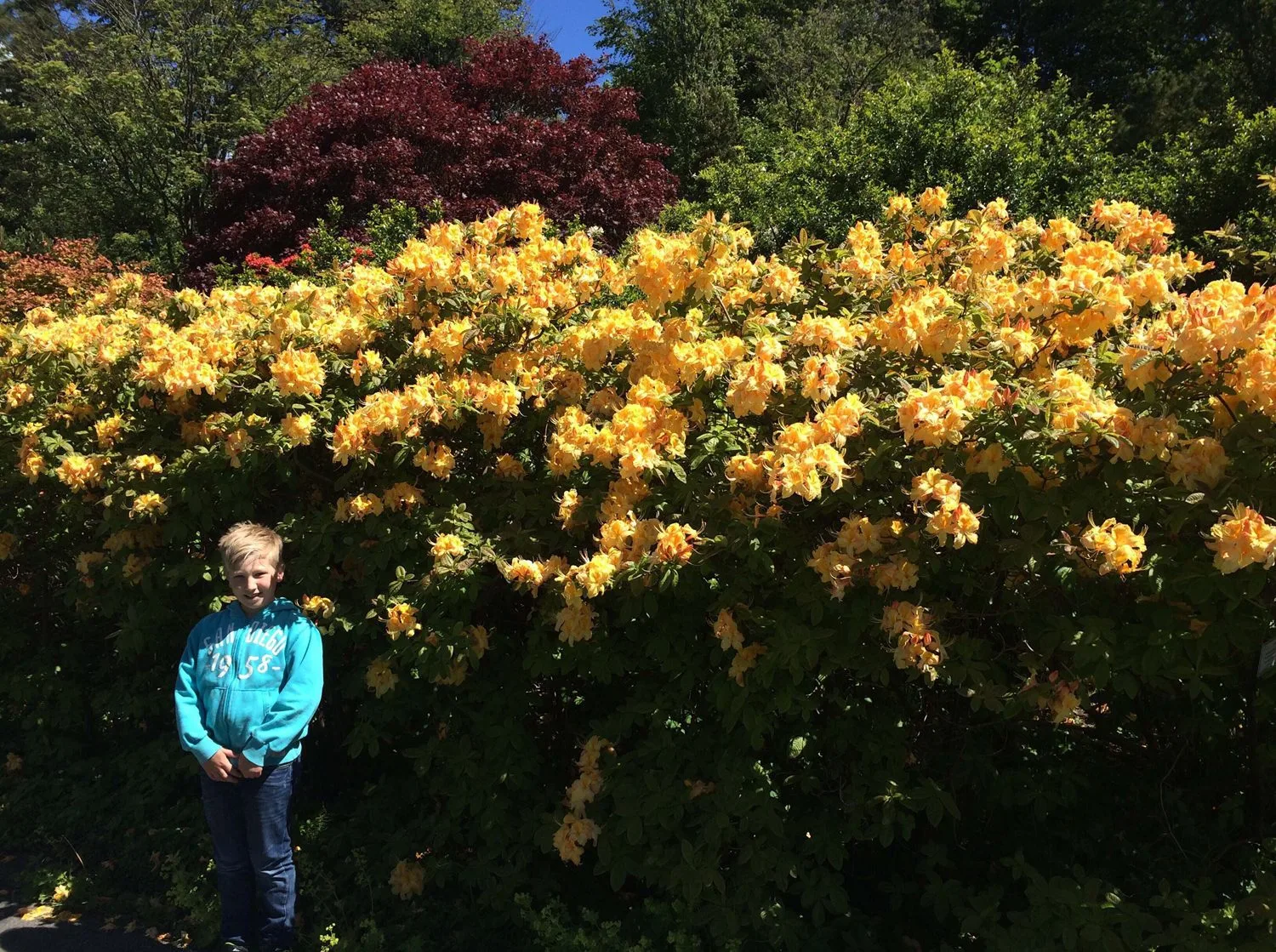 Rhododendron (Knap Hill) 'Golden Sunset'