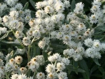 Anaphalis triplinervis 'Sommerschnee'