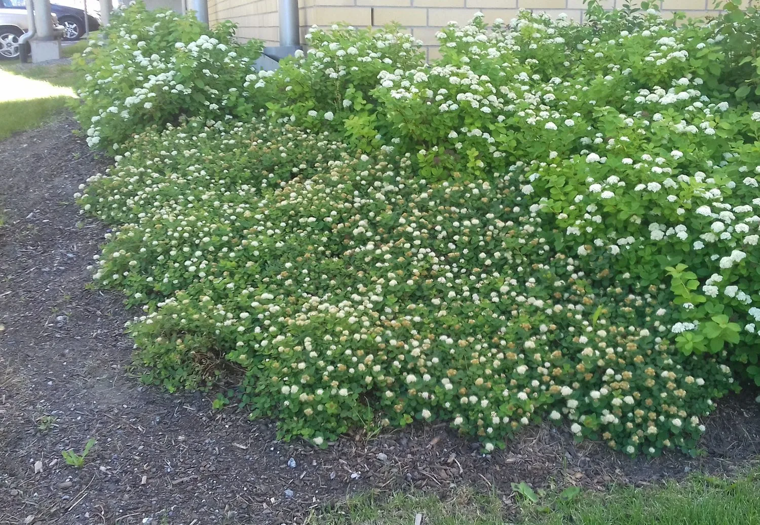 Spiraea beuvardiana 'Lumikki'