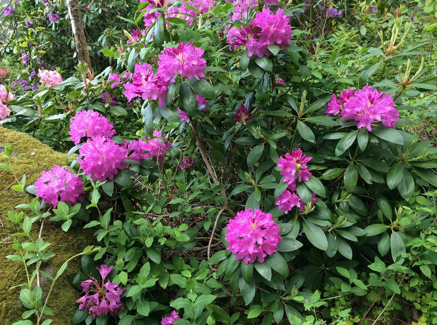 Rhododendron (Catawbiense) 'Roseum Elegans' - Image 2