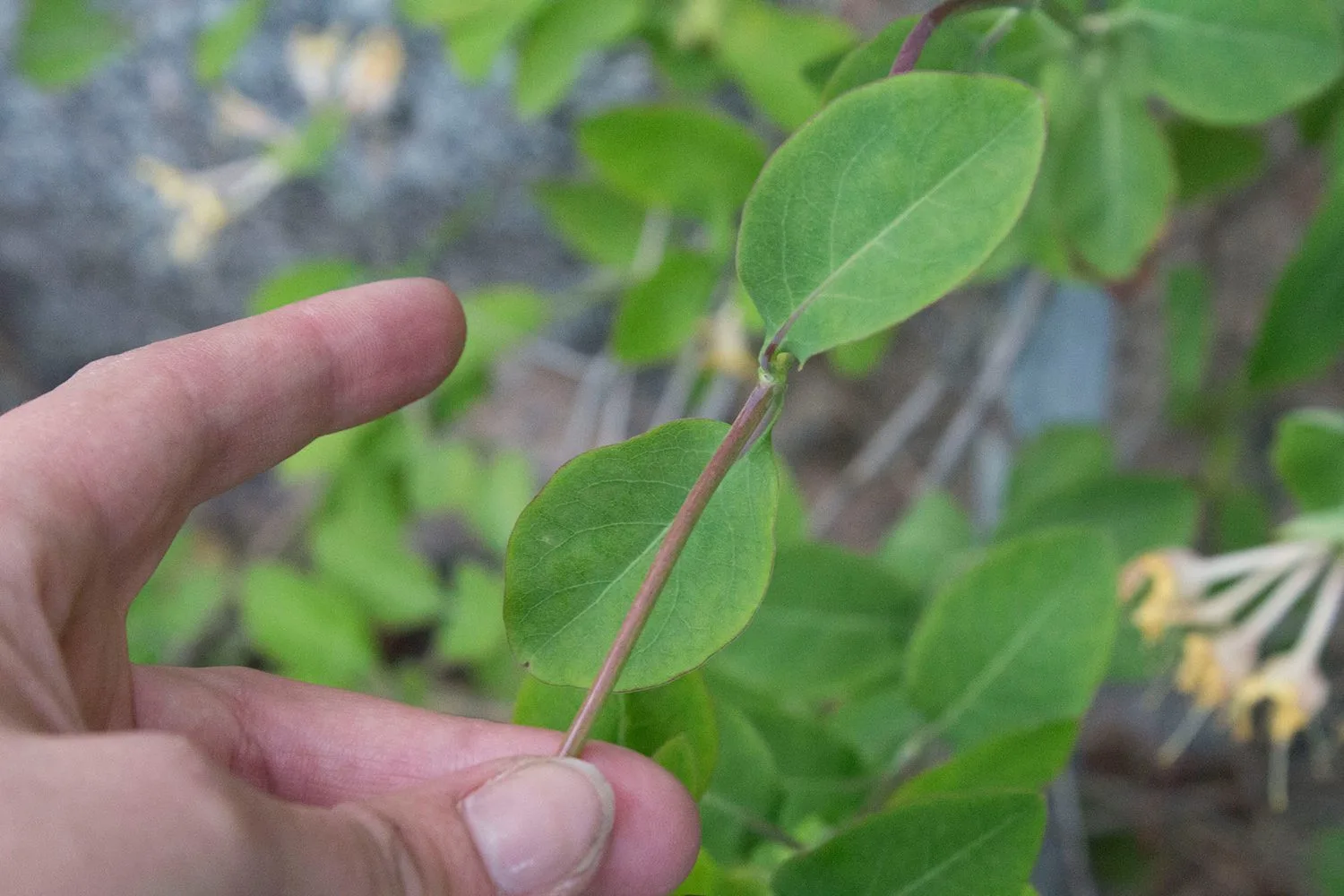 Lonicera caprifolium - Image 2
