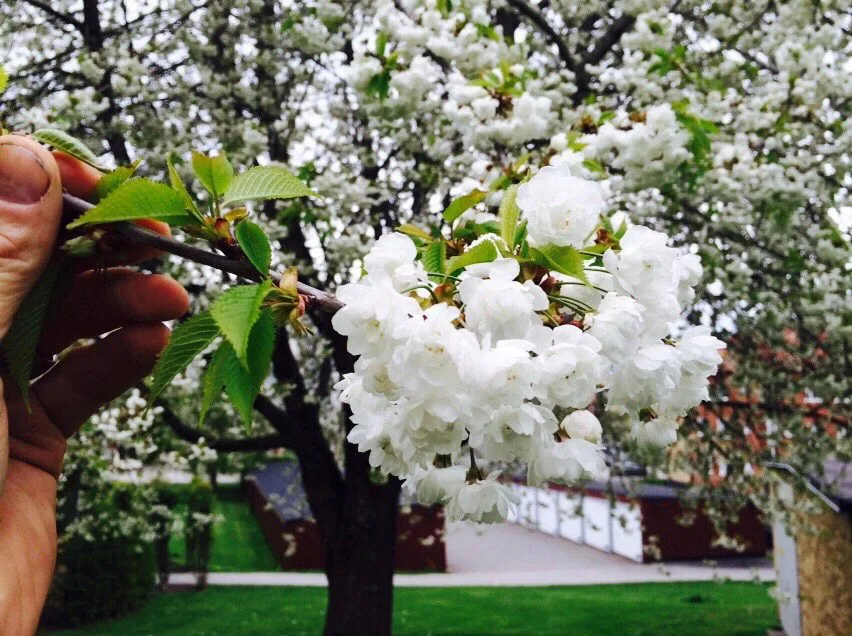 Prunus avium 'Plena' - Image 2