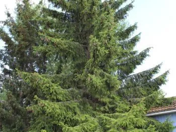 Picea abies (excelsa)