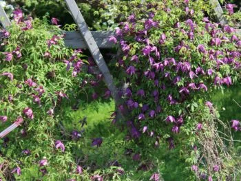 Clematis (Atragene-gruppen) 'Violet Purple' E