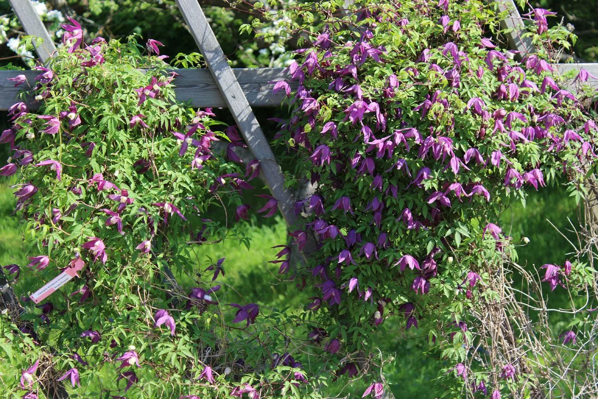 Clematis (Atragene-gruppen) 'Violet Purple' E