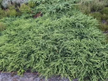 Juniperus communis 'Green Carpet'