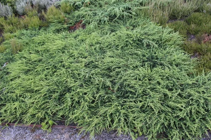 Juniperus communis 'Green Carpet'