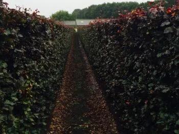 Fagus sylvatica 'Atropurpureum'