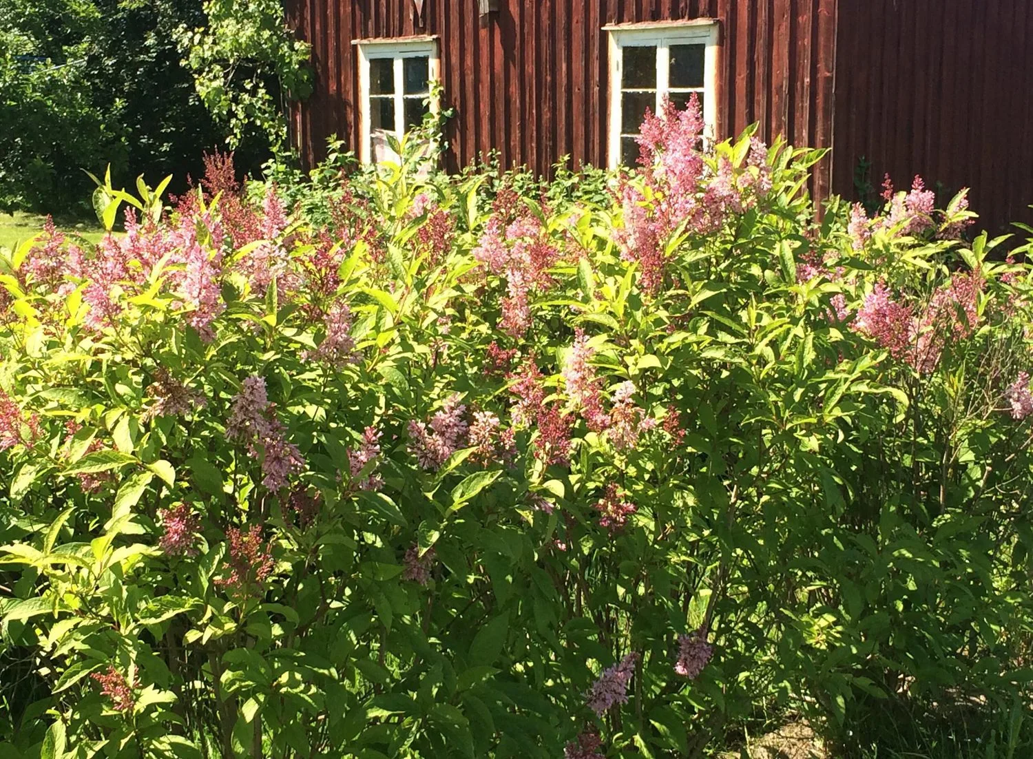 Syringa prestoniae 'James McFarlane' - Image 2