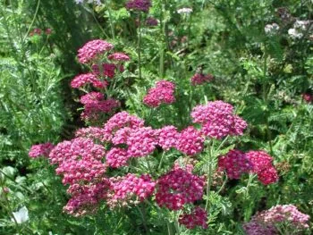 Achillea millefolium 'Cerise Queen'