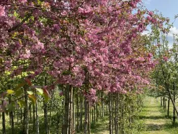 Malus 'Hopa'