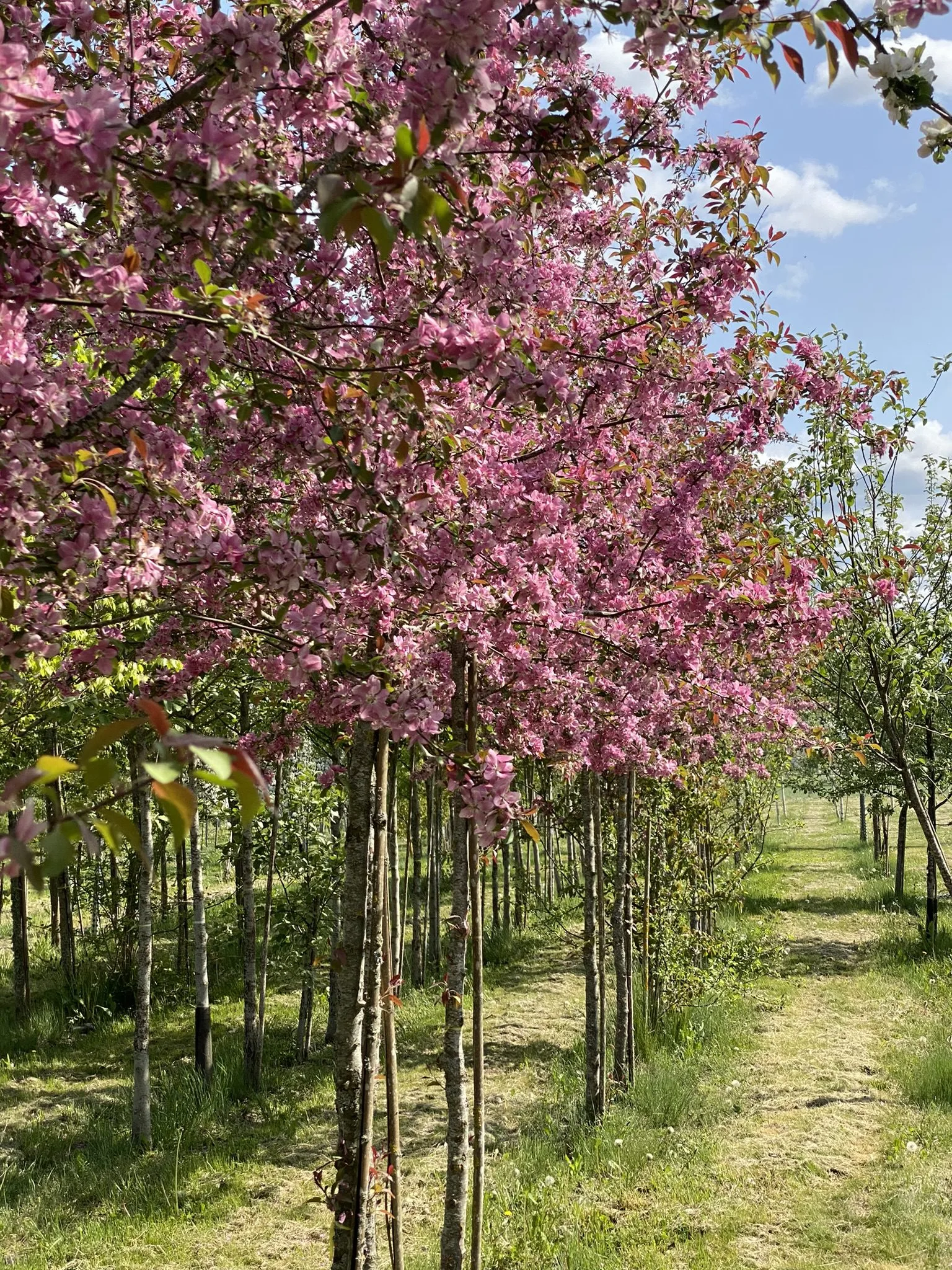 Malus 'Hopa'