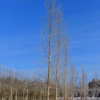 Populus trichokarpa Kiruna vinterskrud