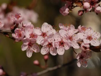 Prunus cerasifera 'Nigra'