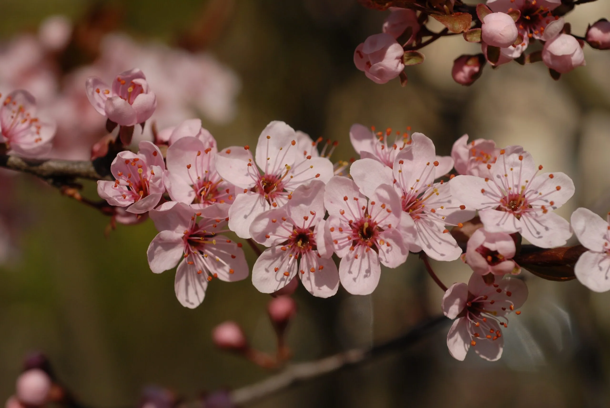 Prunus cerasifera 'Nigra'