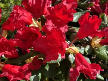 Rhododendron (Forrestii) 'Baden Baden'