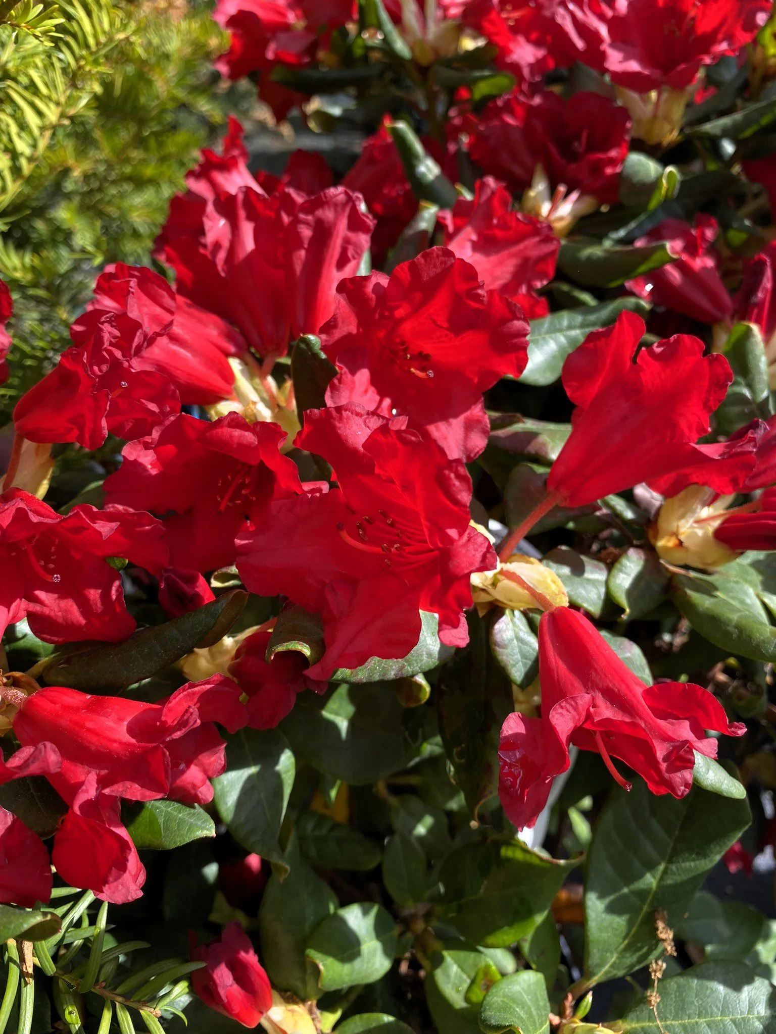 Rhododendron (Forrestii) 'Baden Baden'