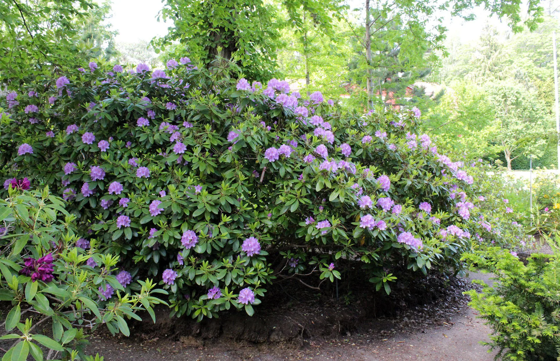 Rhododendron (Catawbiense) 'Catawbiense Grandiflorum - Image 2